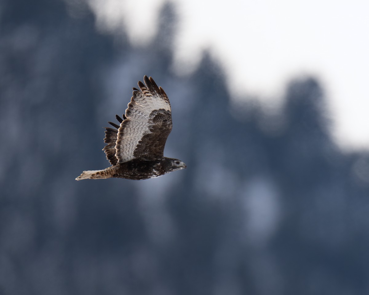 Red-tailed Hawk (Harlan's) - ML614959326