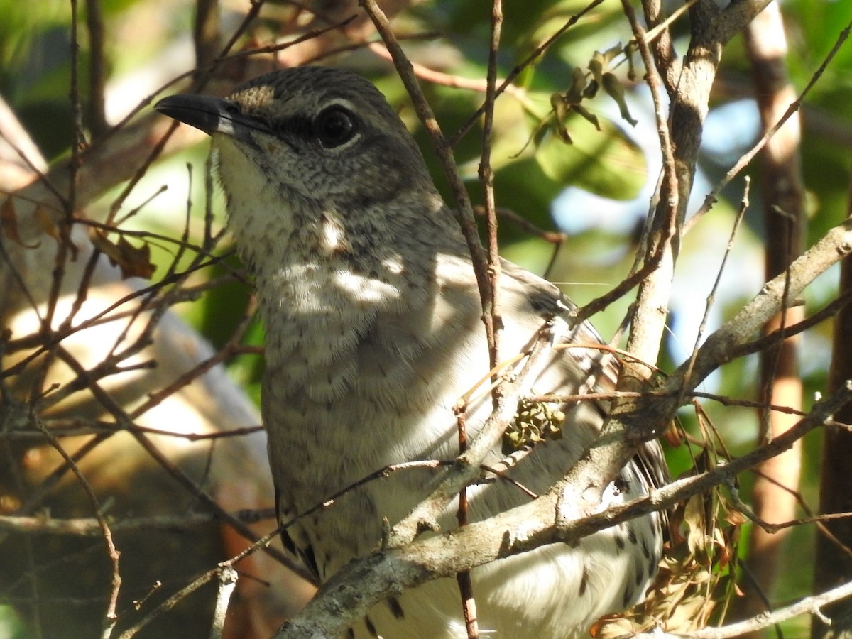 Bahama Mockingbird - ML614959384