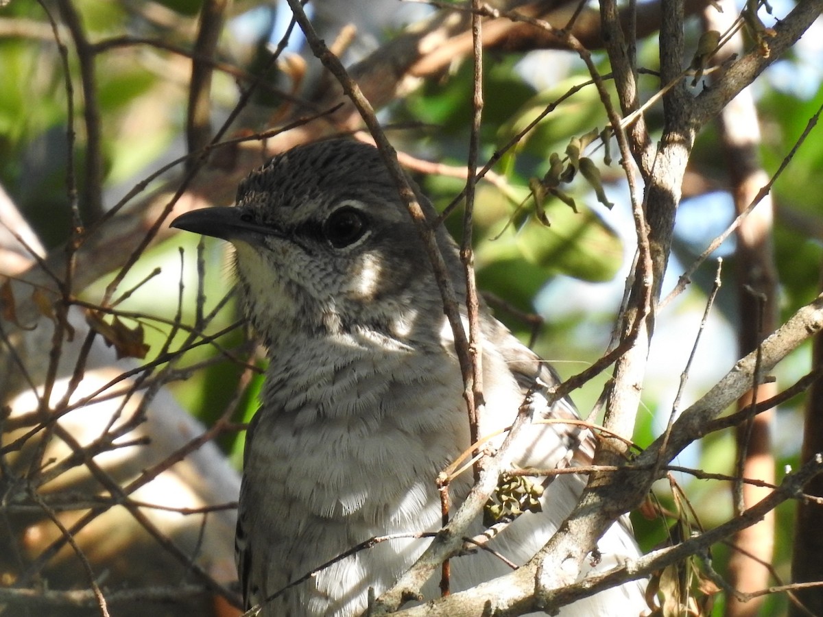 Bahama Mockingbird - ML614959385