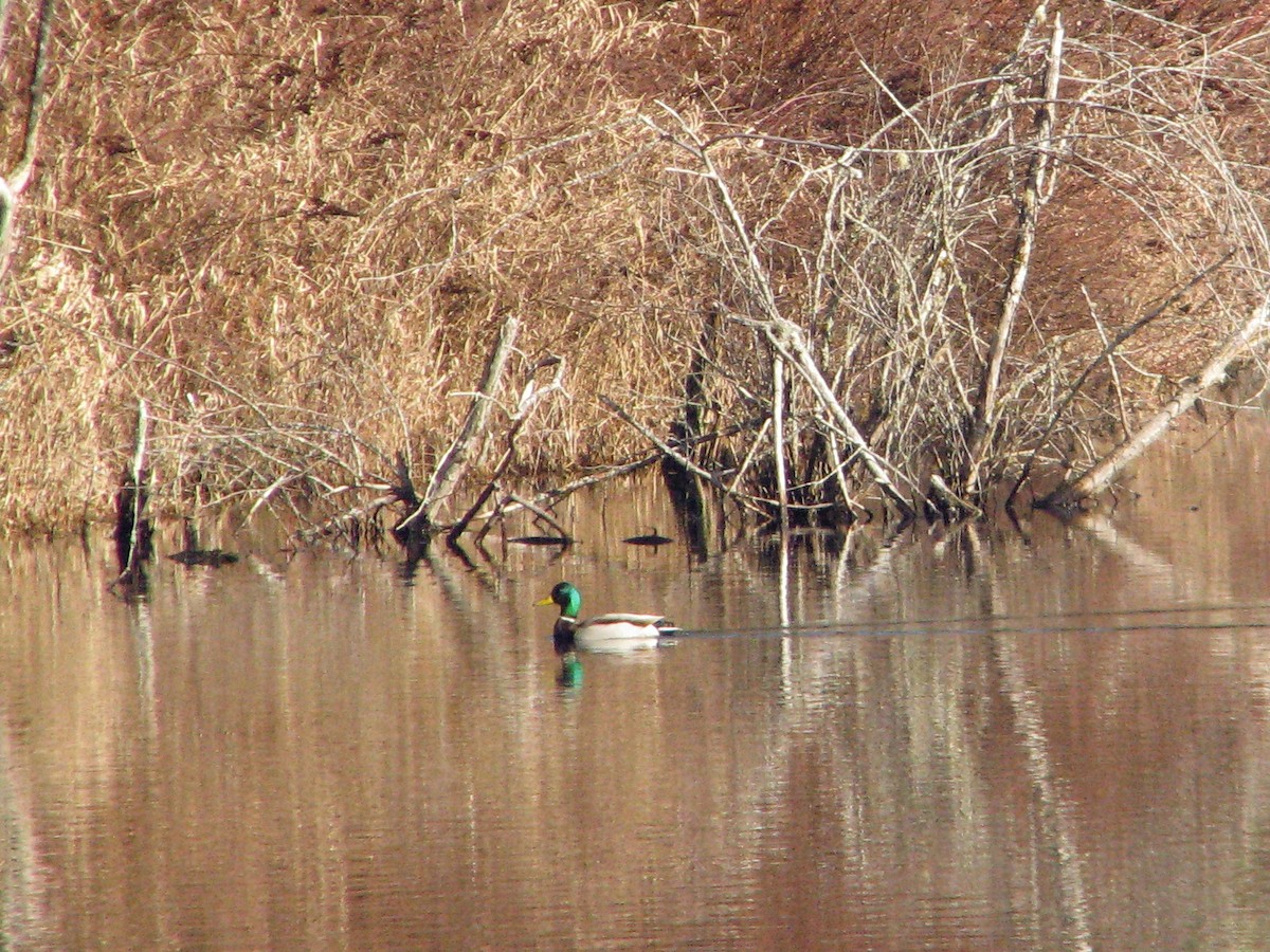 Mallard - V. Lohr