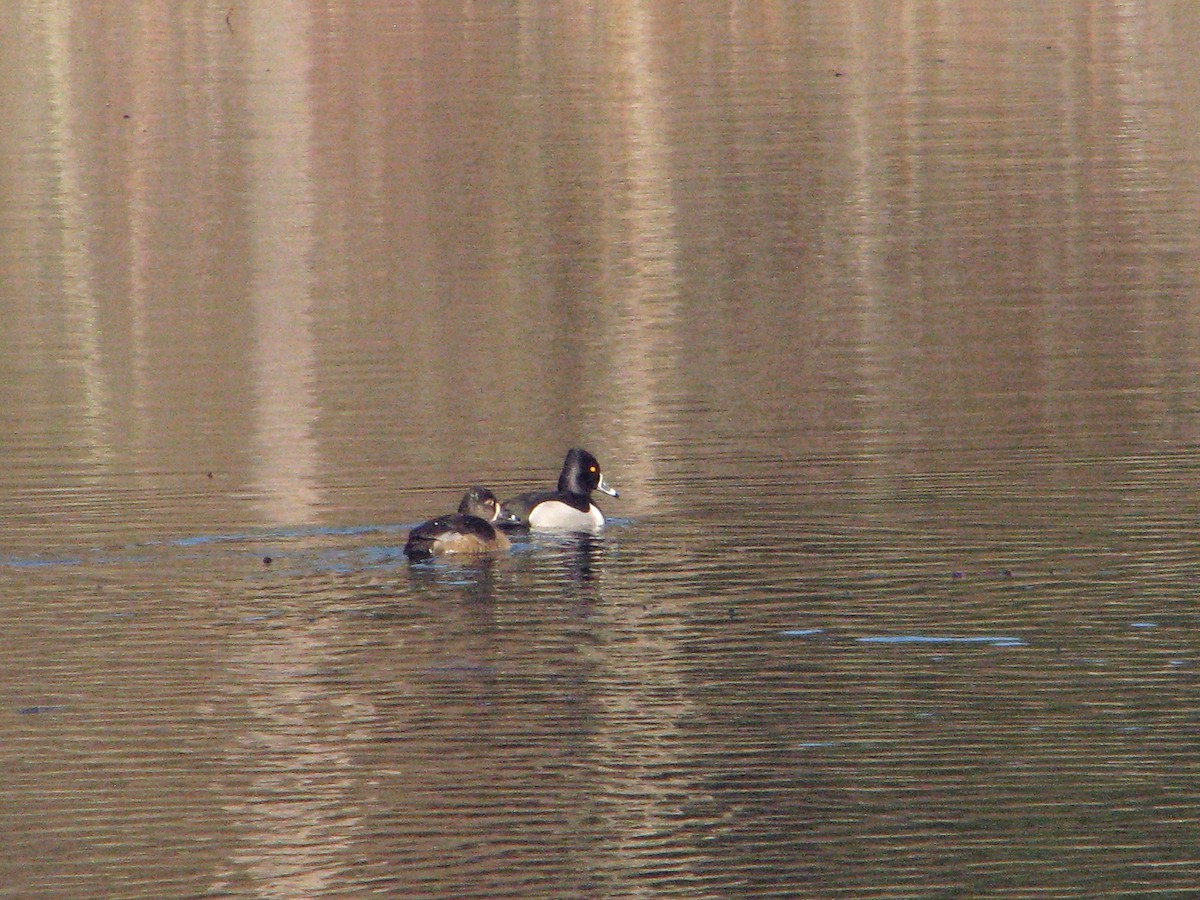 Ring-necked Duck - V. Lohr