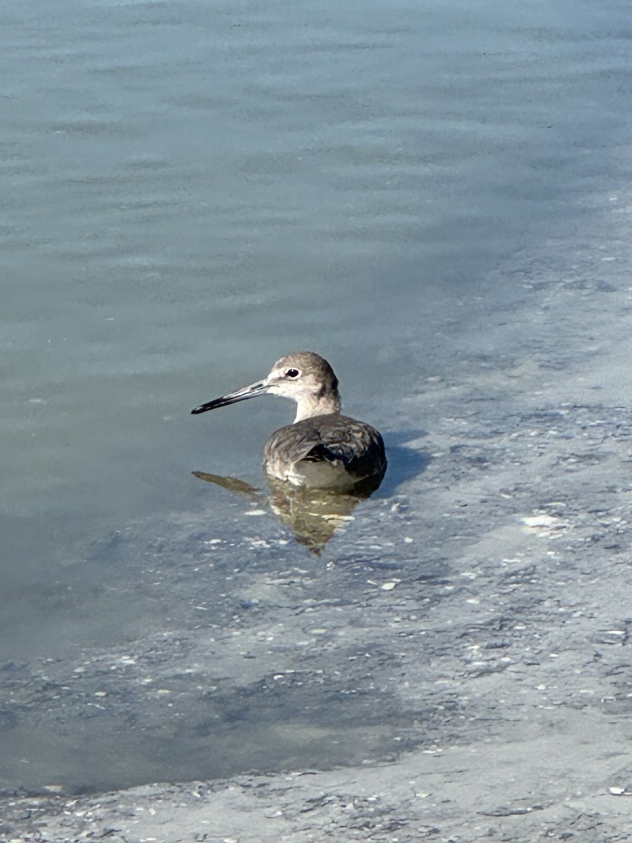 Willet - ML614959617