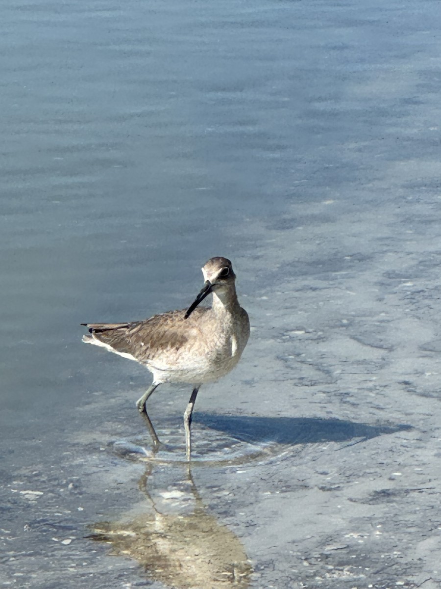 Willet - ML614959618