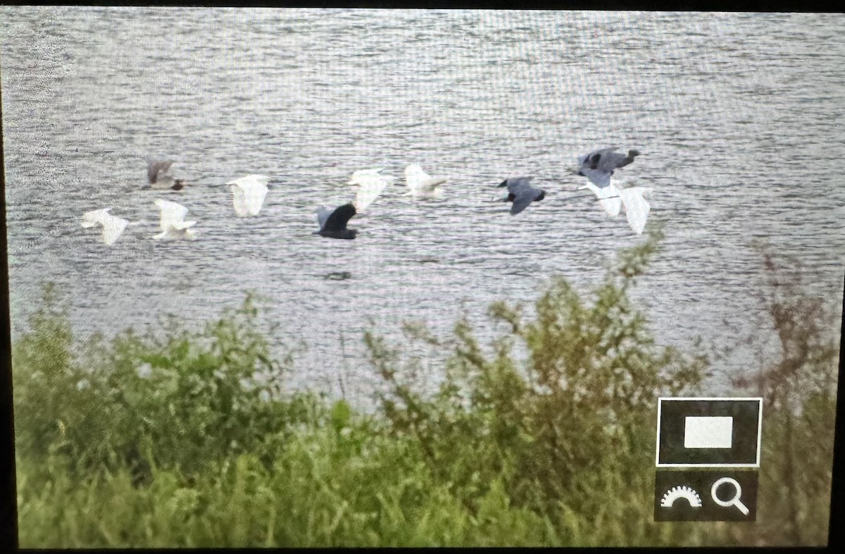 Little Blue Heron - ML614959635