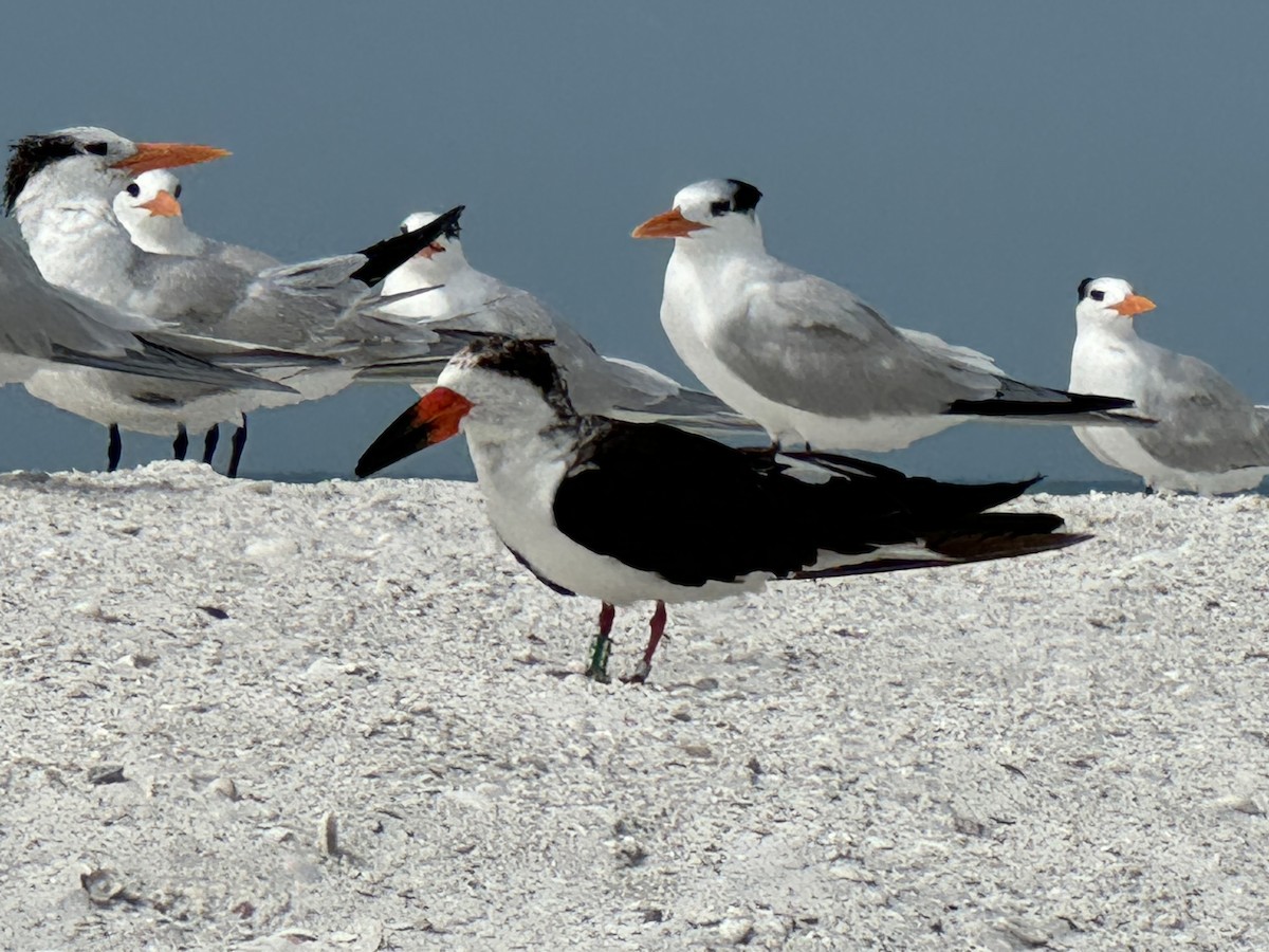 Black Skimmer - ML614959636