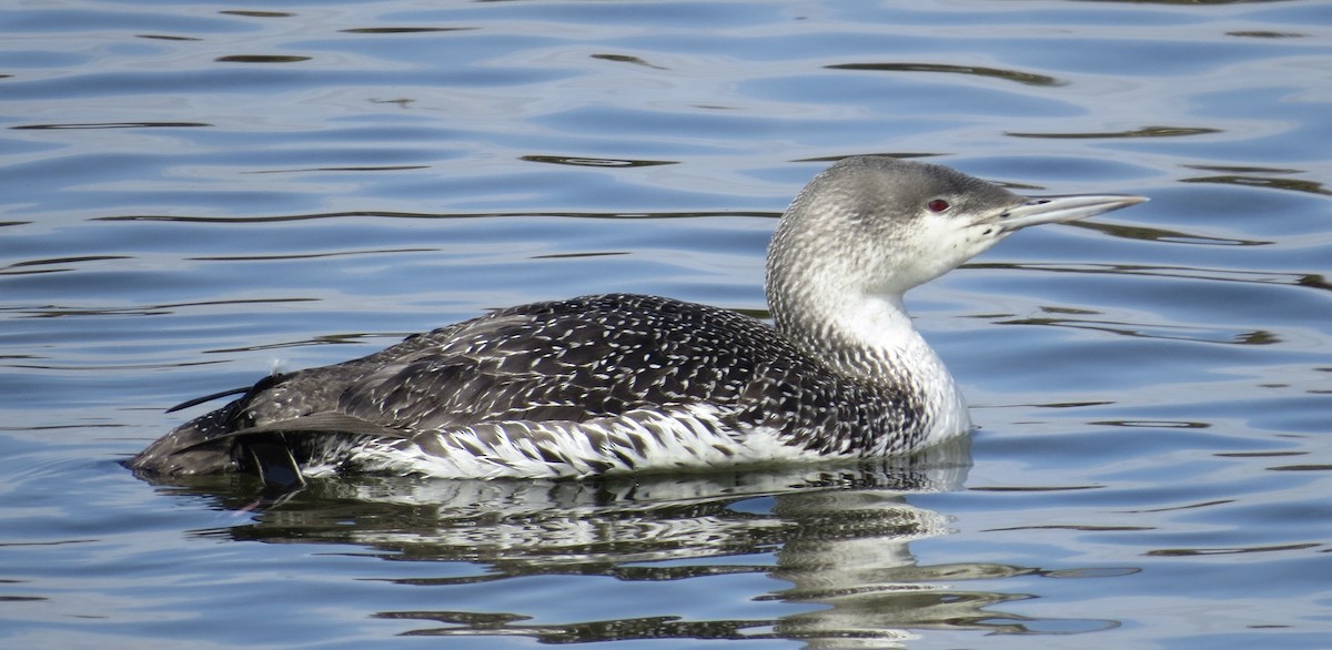 Red-throated Loon - ML614959643