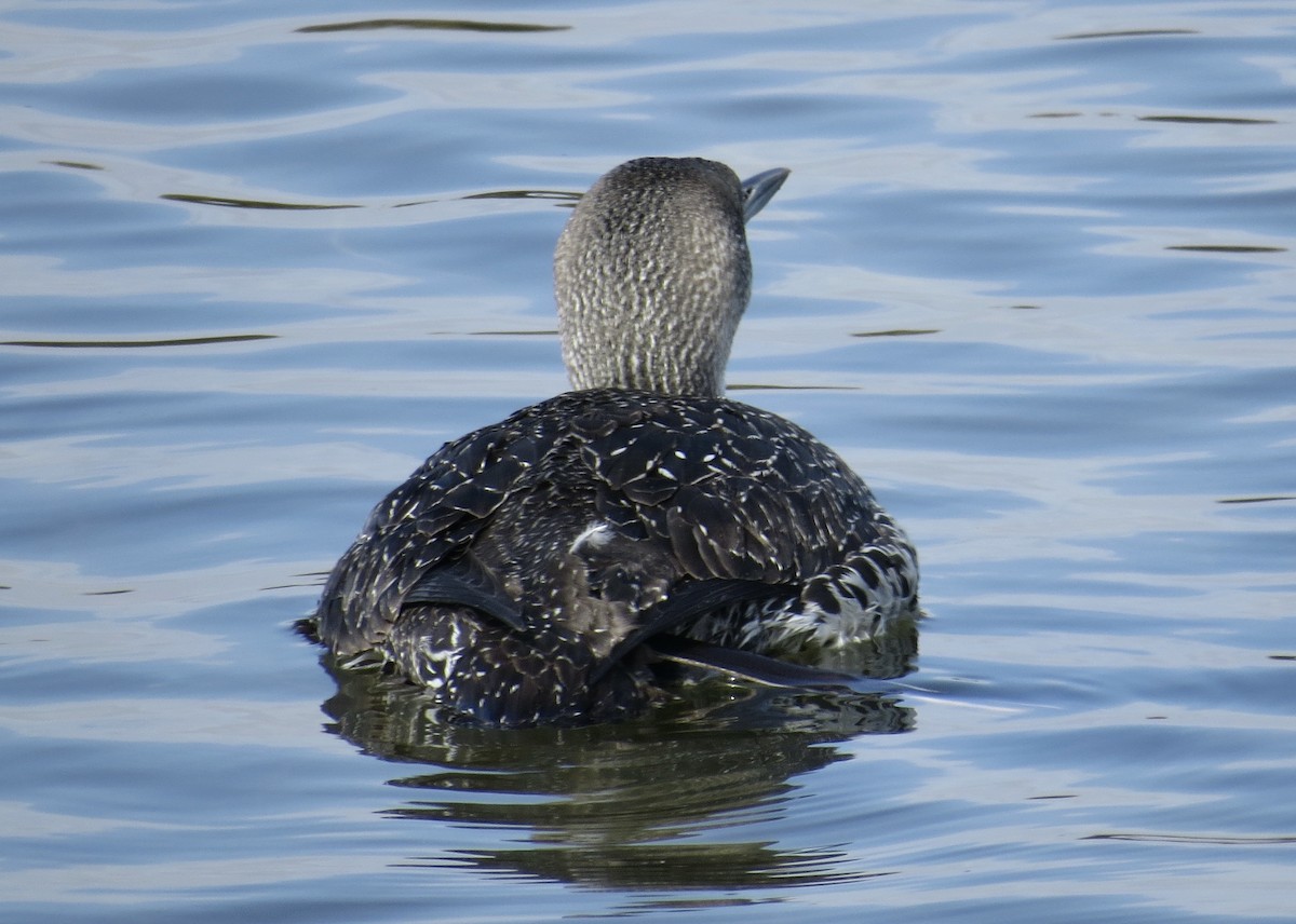 Red-throated Loon - ML614959657