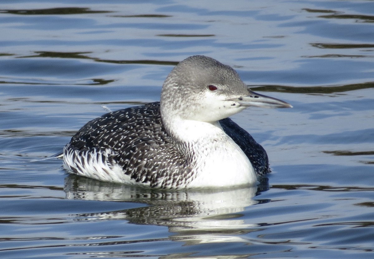 Red-throated Loon - ML614959660