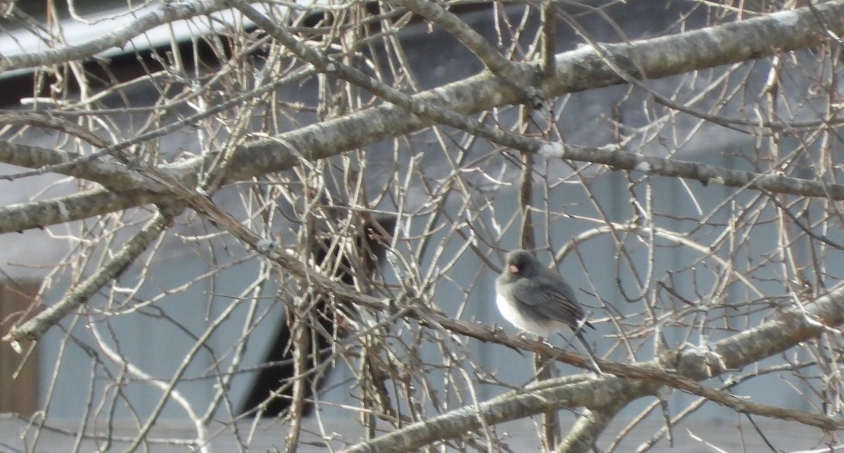 Junco Ojioscuro (hyemalis/carolinensis) - ML614959676