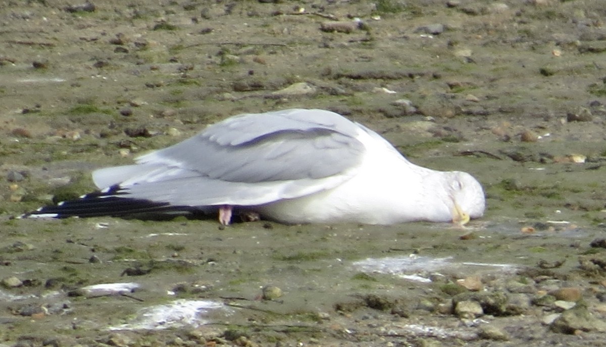 Herring Gull - ML614959695