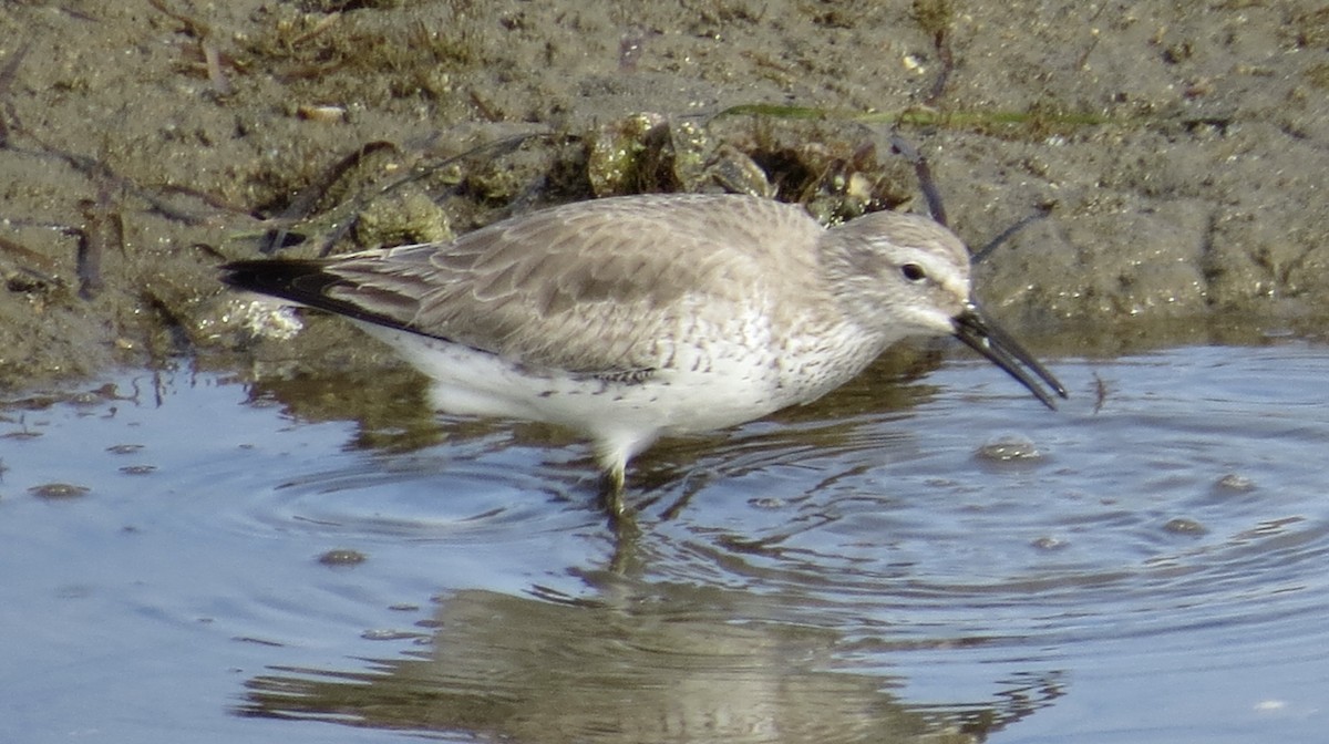 Red Knot - ML614959718