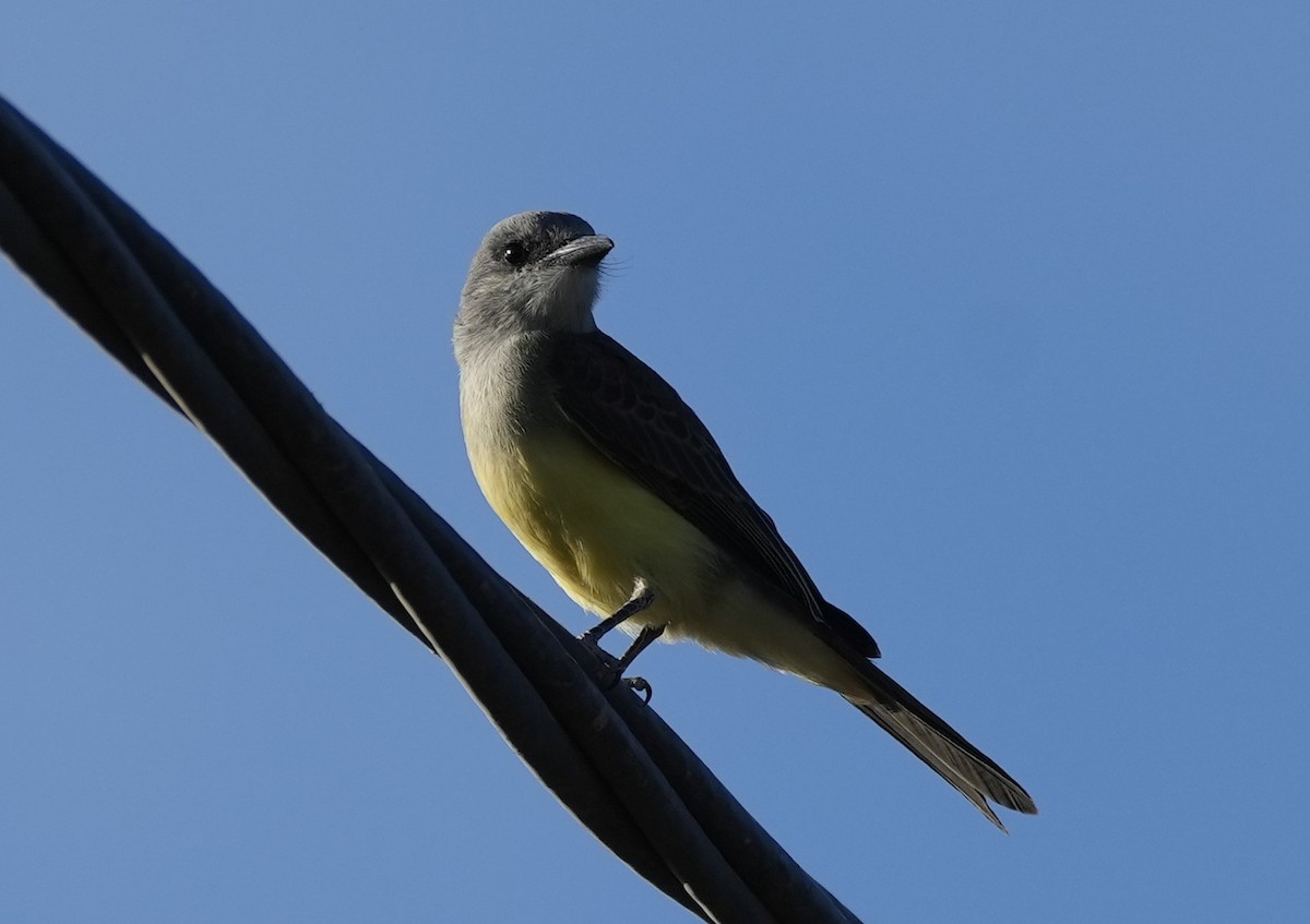Tropical Kingbird - ML614959734