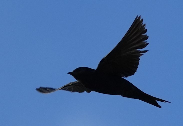 Southern Martin - ML614959758
