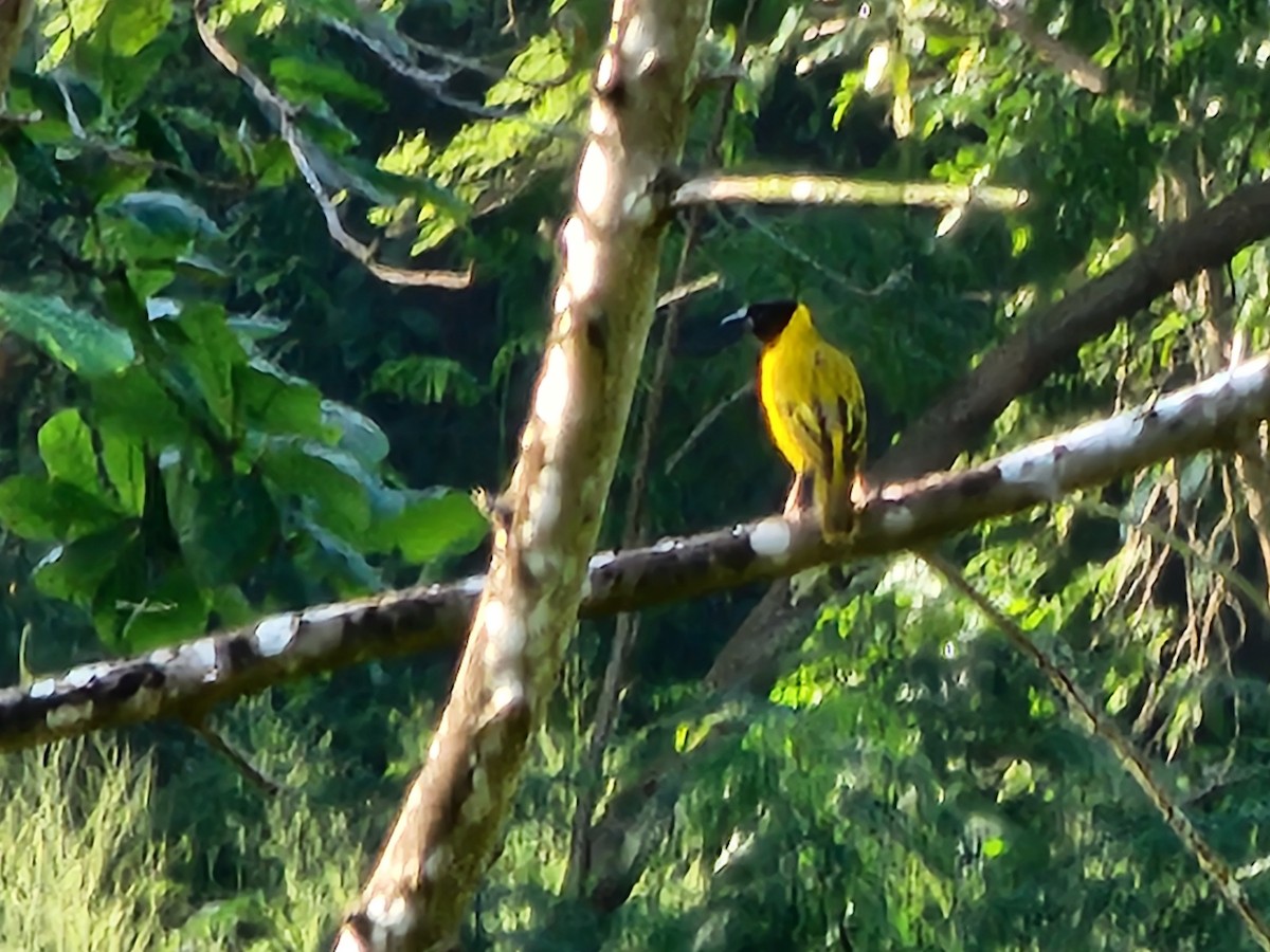 Black-headed Weaver - ML614959761