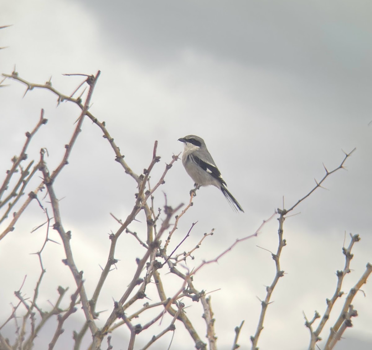 Loggerhead Shrike - ML614959789