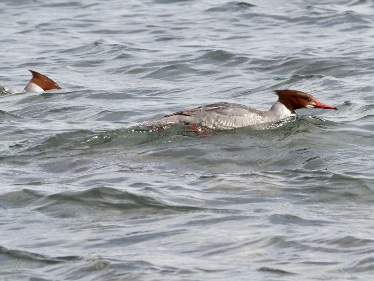 Common Merganser - ML614959841