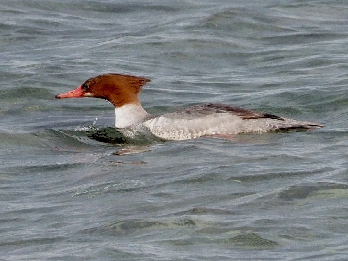 Common Merganser - ML614959842