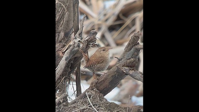 Winter Wren - ML614959969