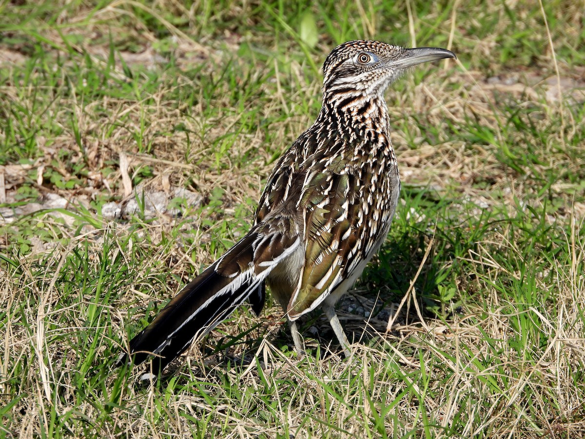 Greater Roadrunner - ML614960079