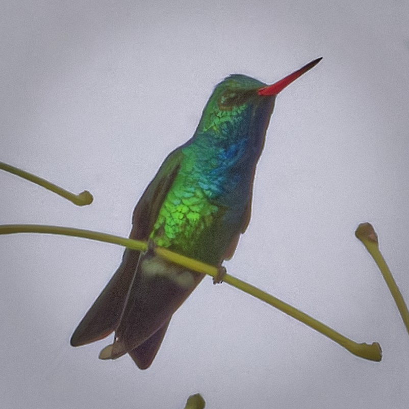 kolibřík lesklobřichý - ML614960241