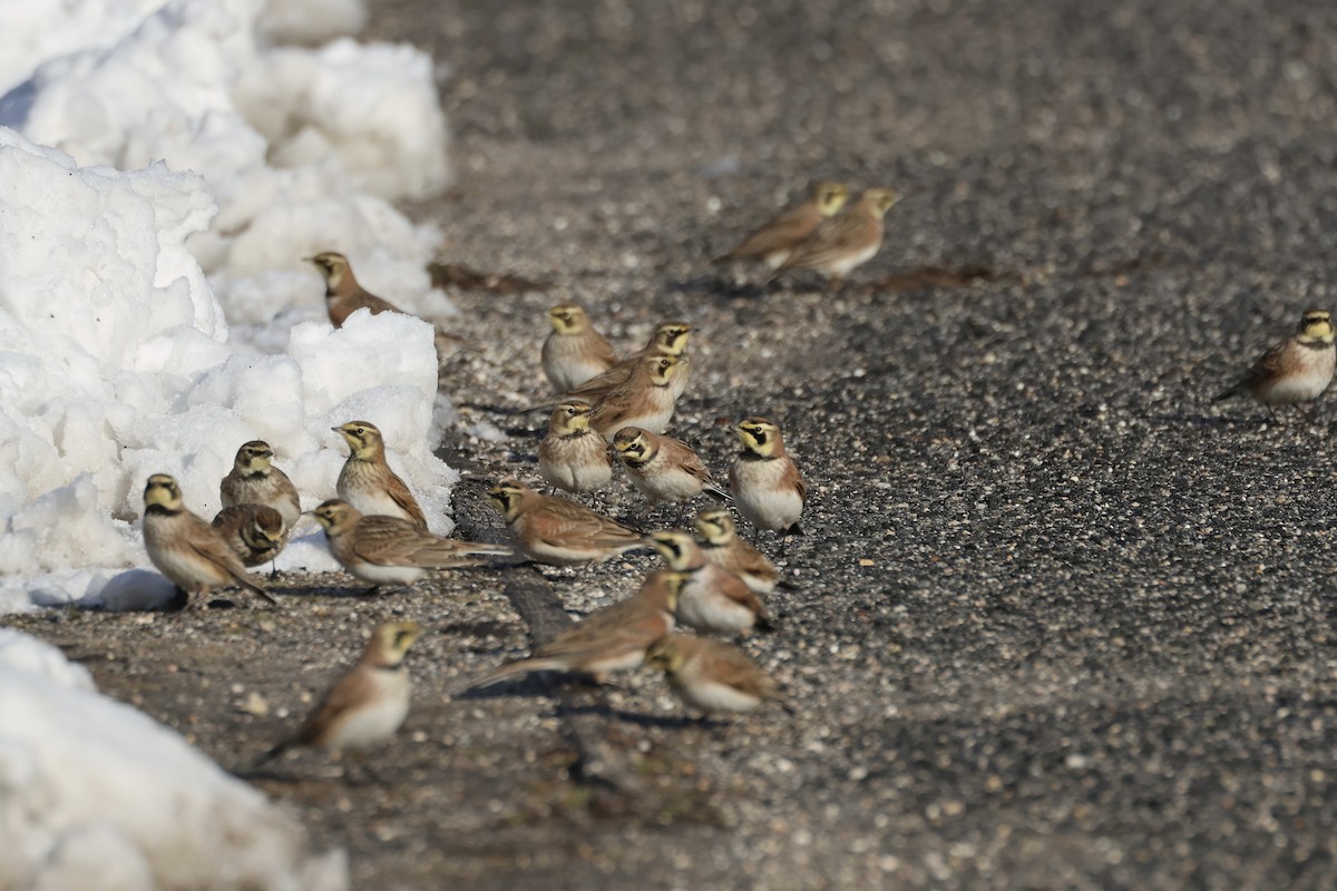 Horned Lark - ML614960247