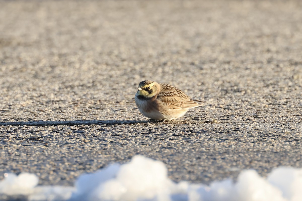 Horned Lark - ML614960250