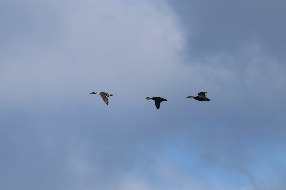 Northern Pintail - ML614960269