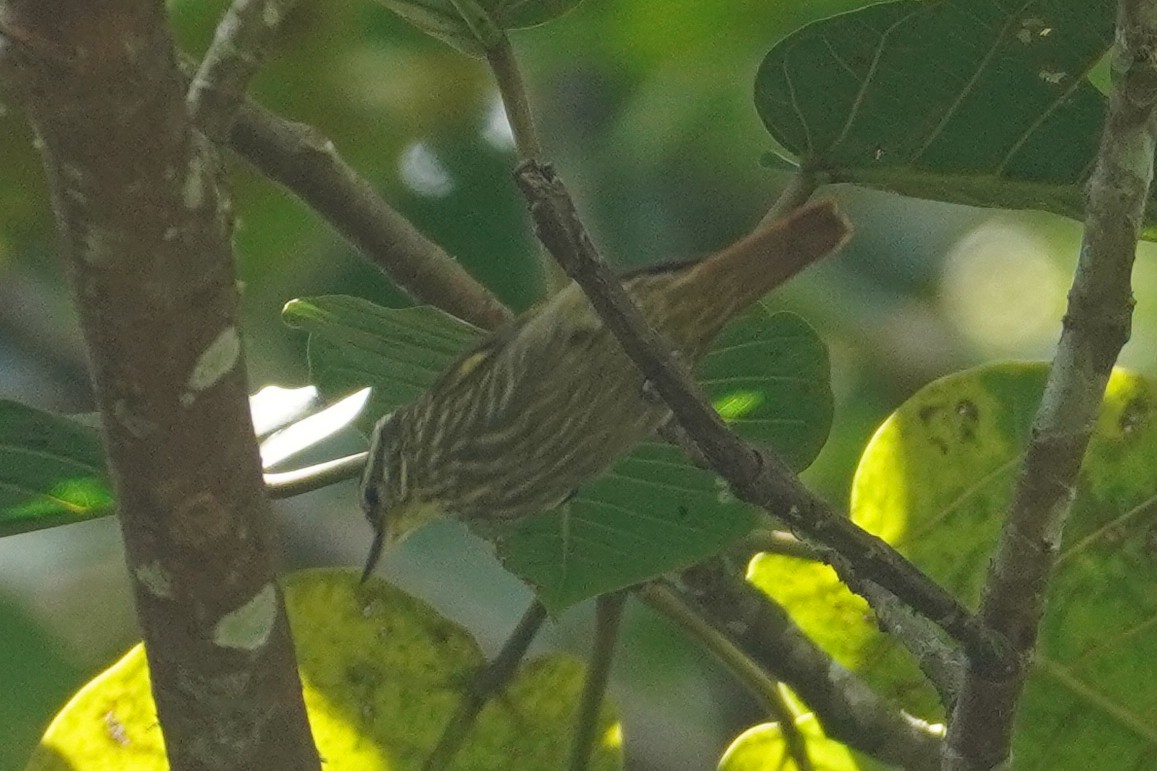 Streaked Xenops - Emily Hjalmarson