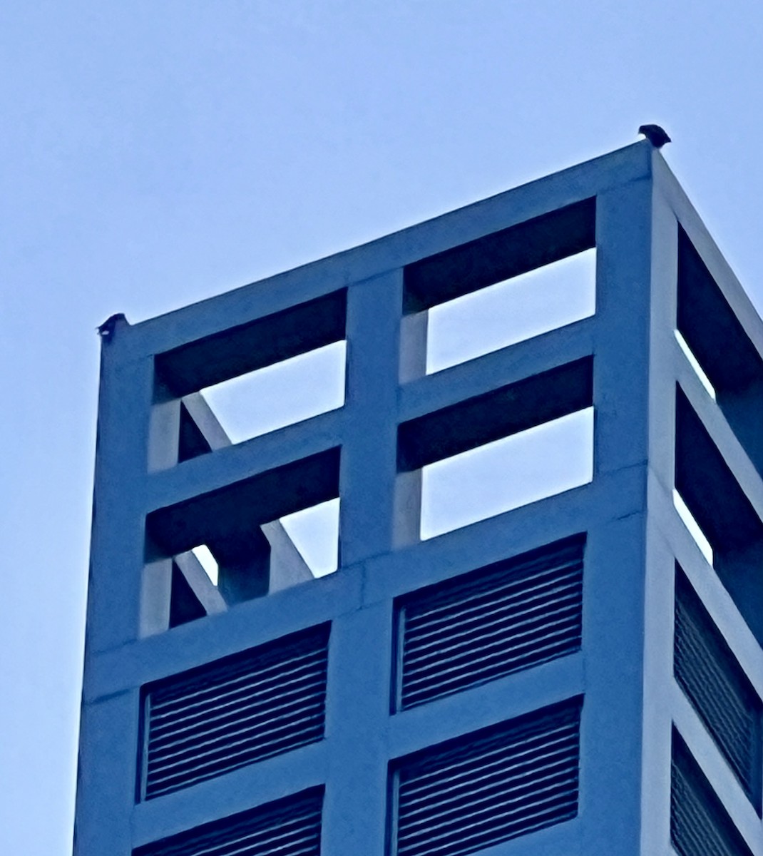 Peregrine Falcon - ML614960408