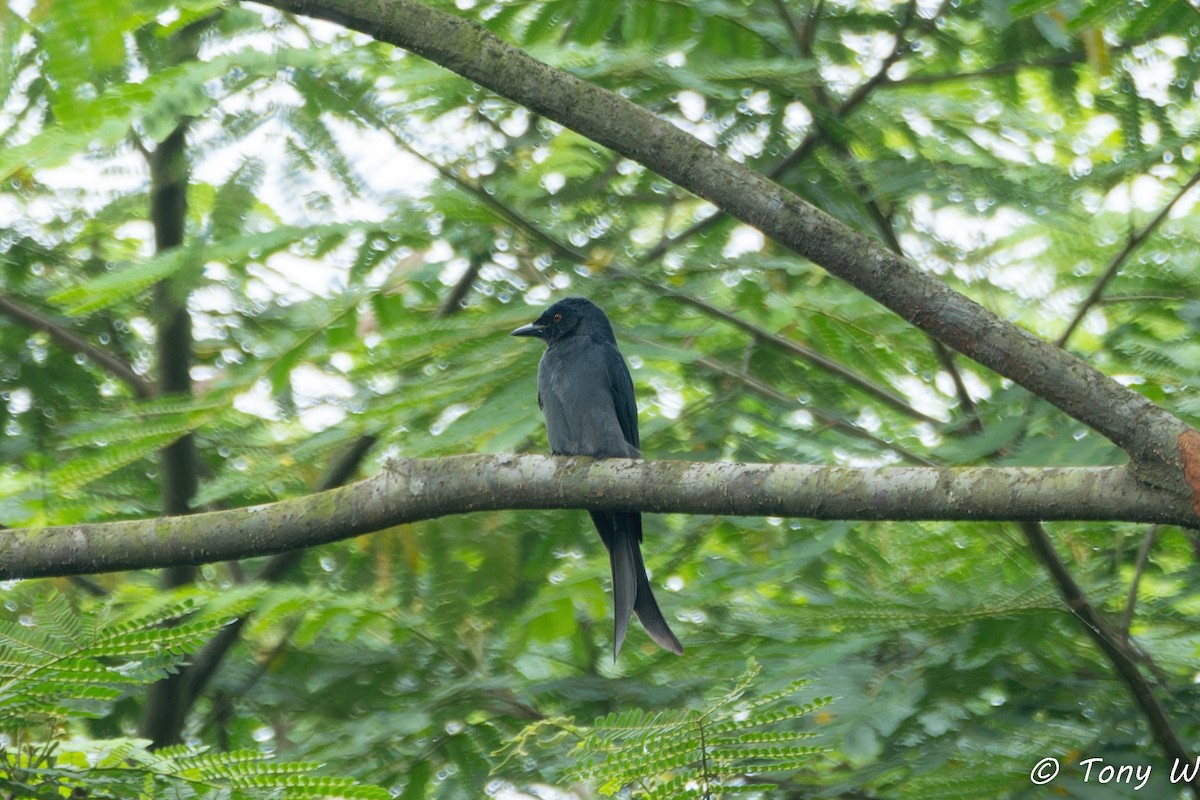 Ashy Drongo - Tony Wong