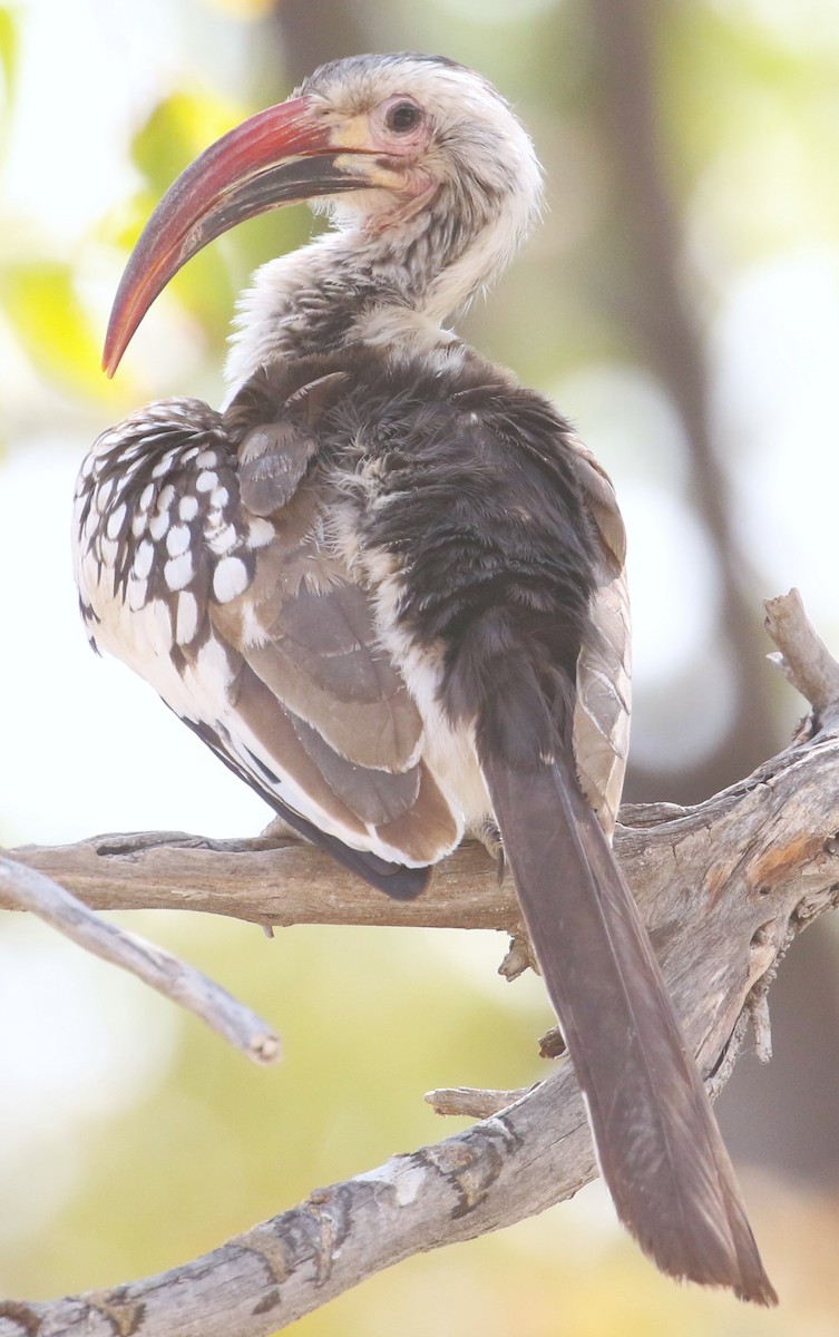 Damara Red-billed Hornbill - Chris Conard