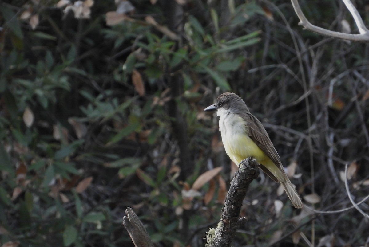 Thick-billed Kingbird - ML614960498