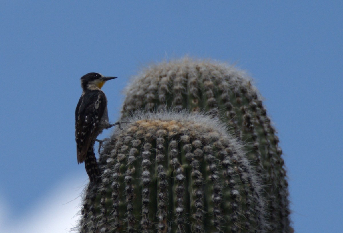 Pic des cactus - ML614960516