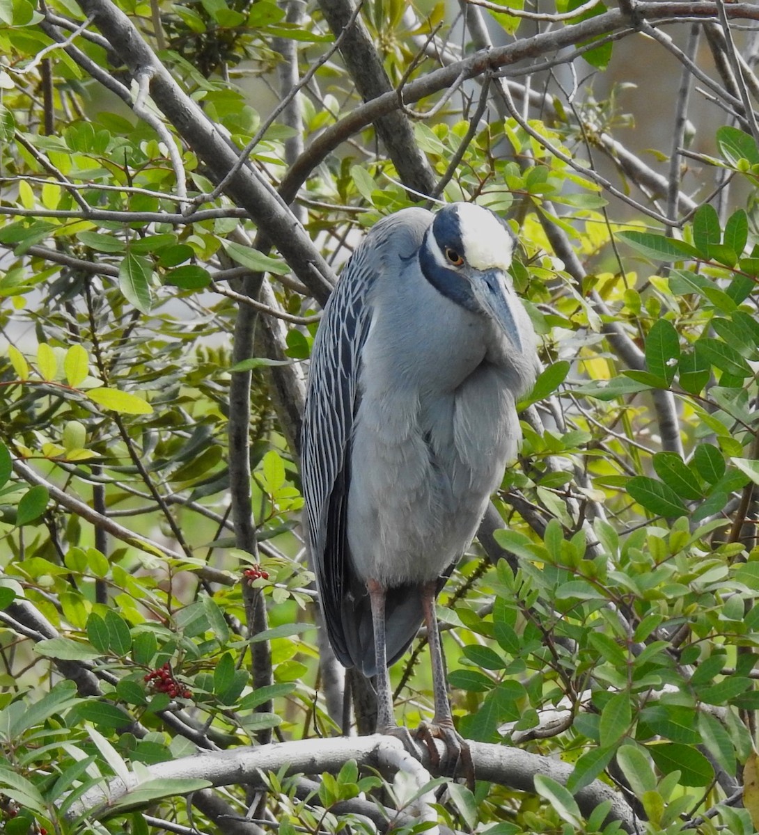 Yellow-crowned Night Heron - alice horst