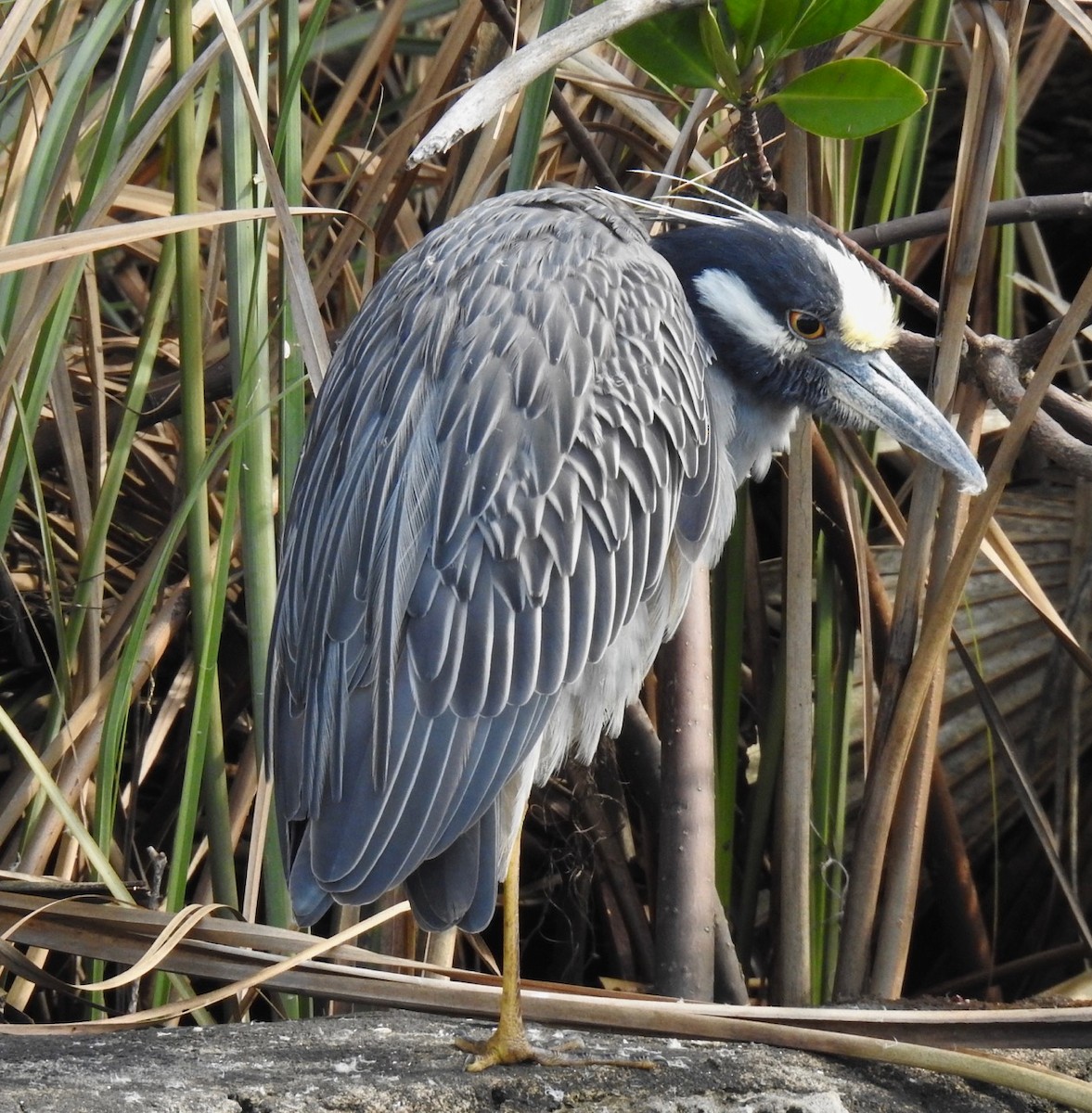 Yellow-crowned Night Heron - ML614960556