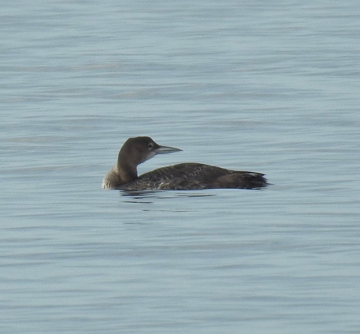 Common Loon - ML614960568