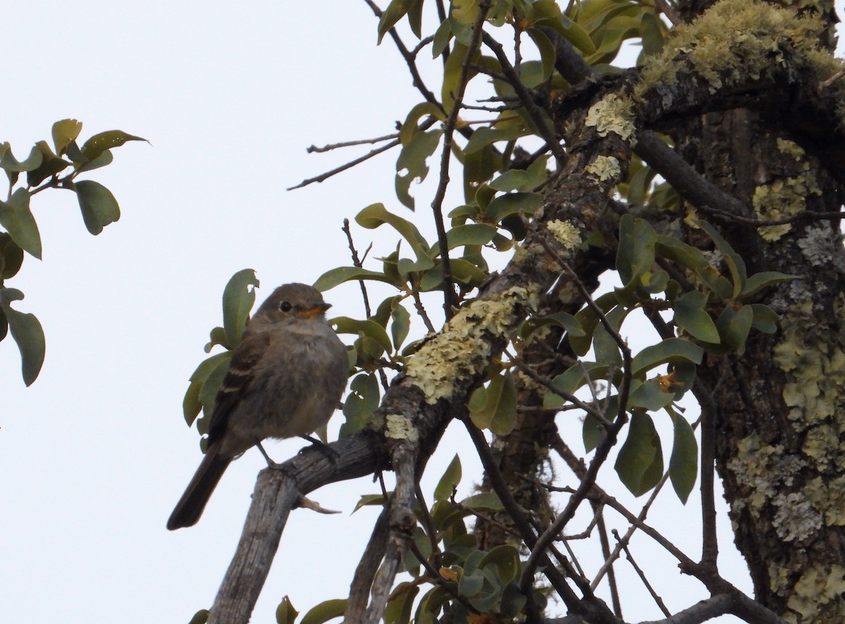 Gray Flycatcher - ML614960600