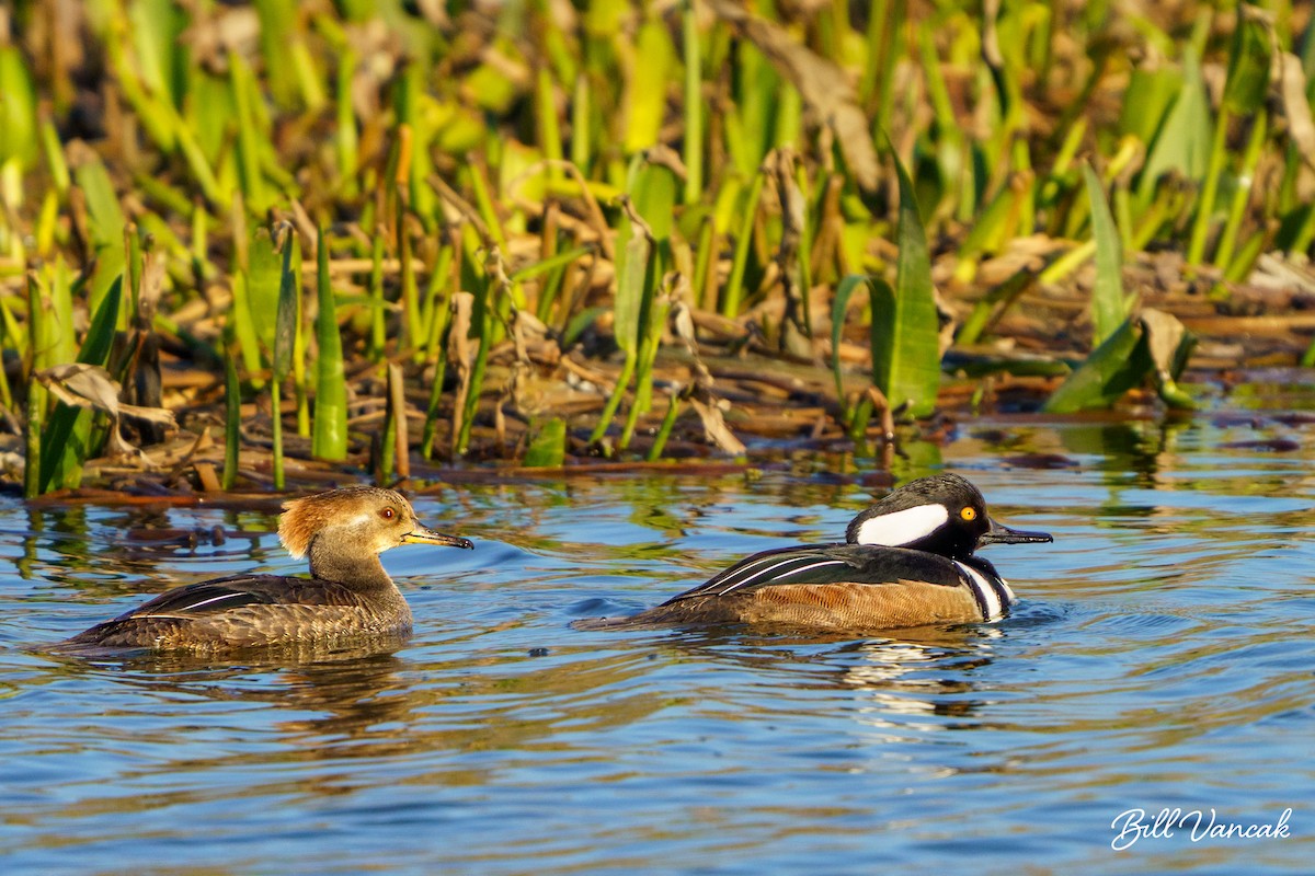 Hooded Merganser - ML614960630