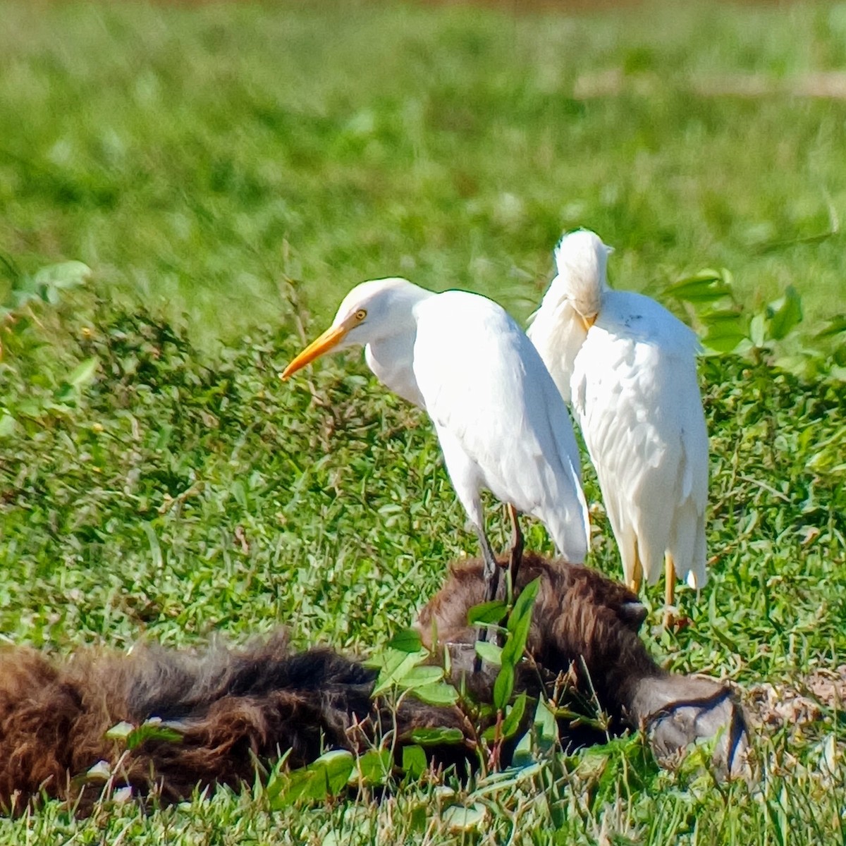 Чапля єгипетська (підвид ibis) - ML614960673