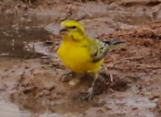 Yellow Canary - ML614960719