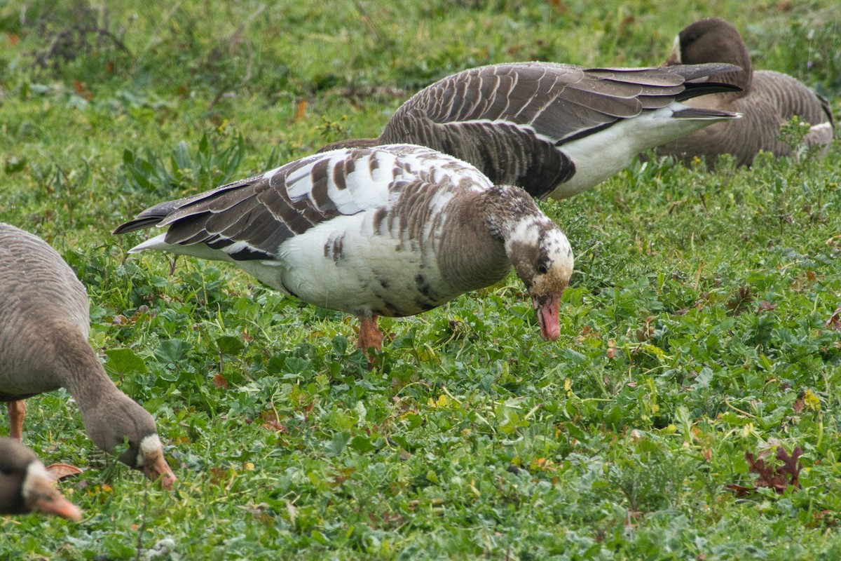 Greater White-fronted Goose - ML614960767