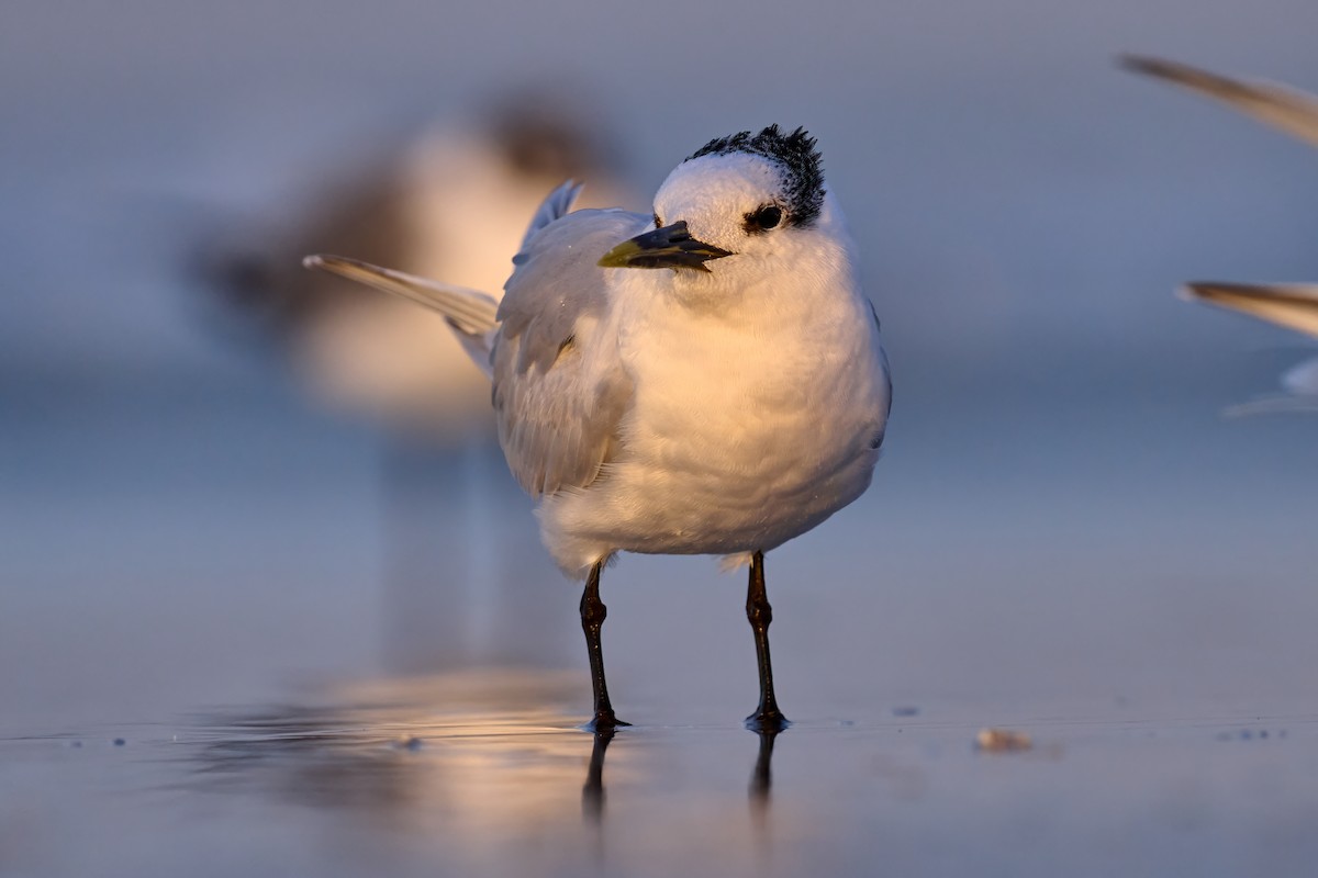 Sandwich Tern - ML614960779