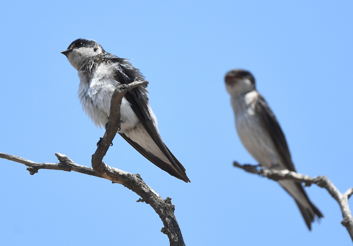 Tumbes Swallow - ML614960844