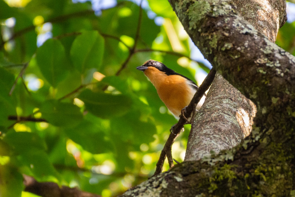 Lühder's Bushshrike - ML614960869