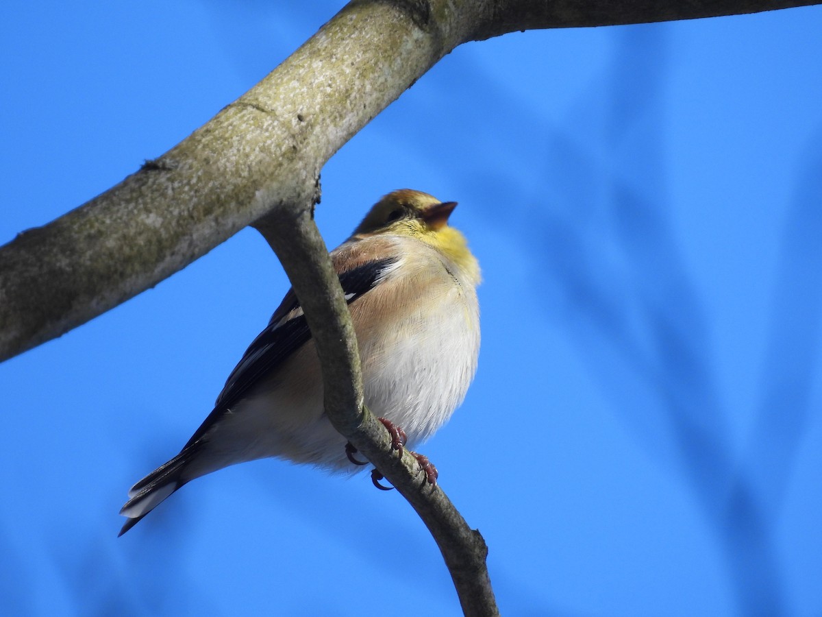 American Goldfinch - ML614960881