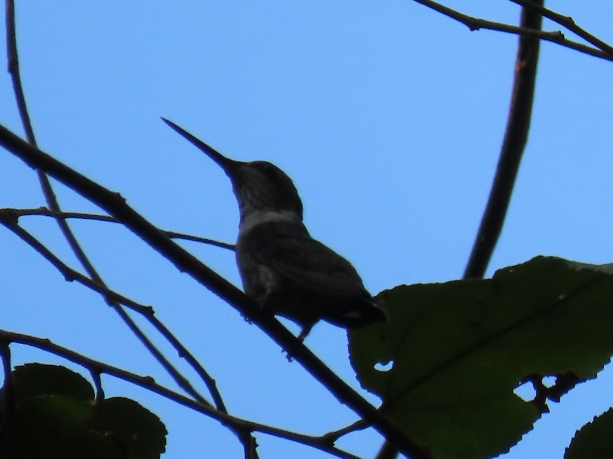 Ruby-throated Hummingbird - ML614960953