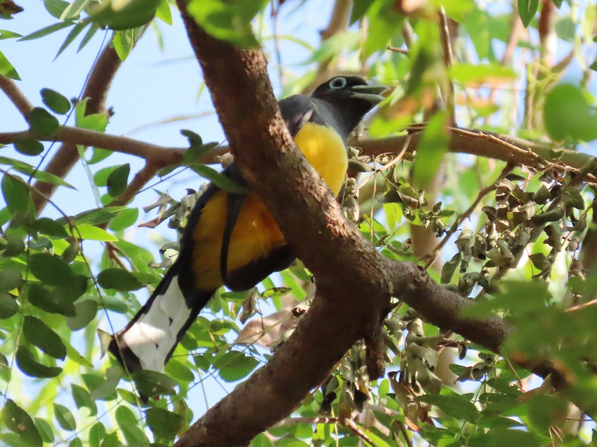 Black-headed Trogon - ML614960979