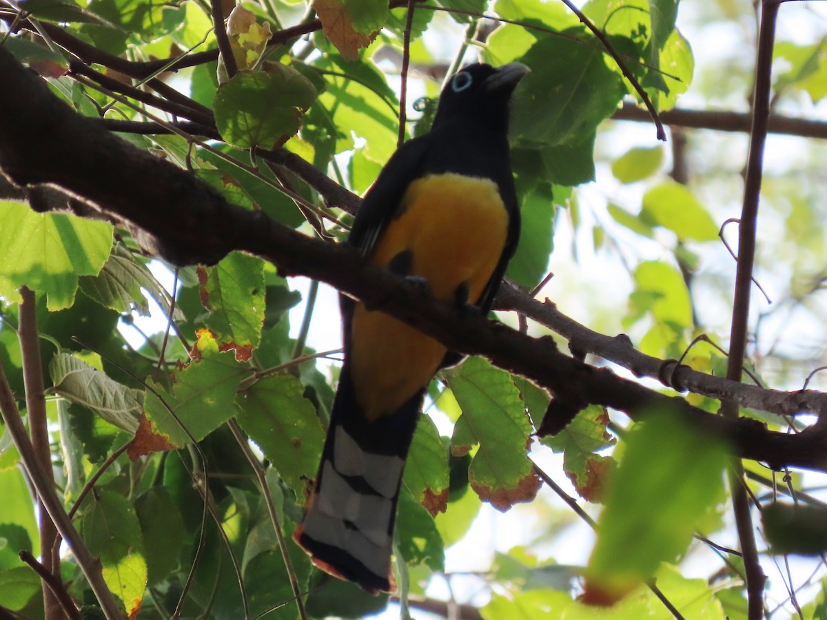 Black-headed Trogon - ML614960980