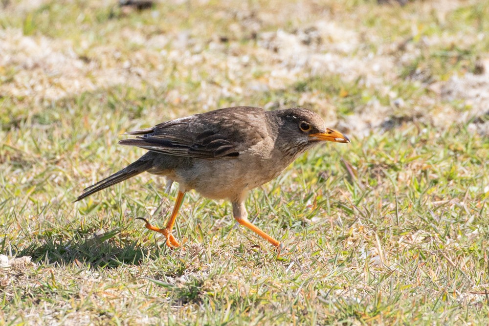 Austral Thrush (Falkland) - ML614960984