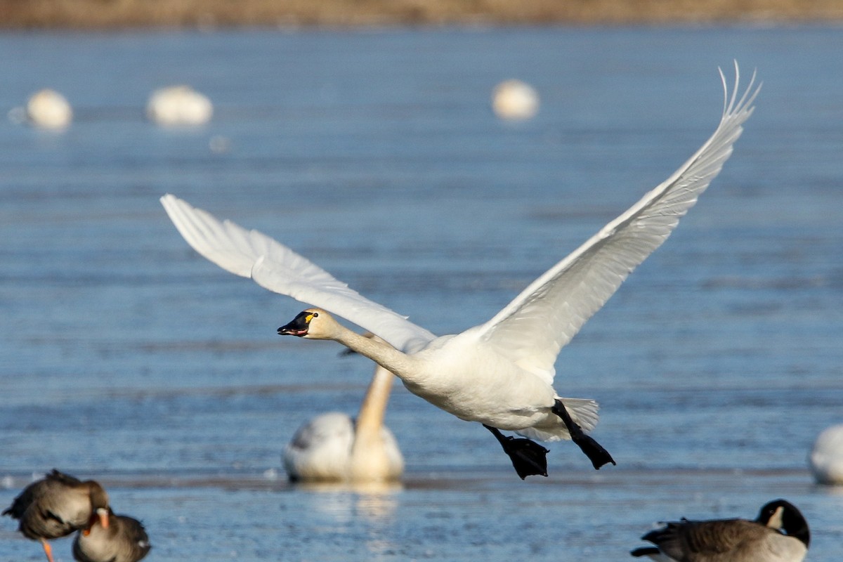 Tundra Swan - ML614960987